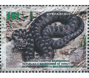 European Viper (Vipera berus) - Macedonia / North Macedonia 2020 - 101