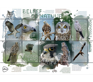 Experience Nature : Birds of Prey - Netherlands 2020