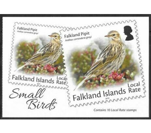 Falkland Pipit (Anthus correndera grayi) - South America / Falkland Islands