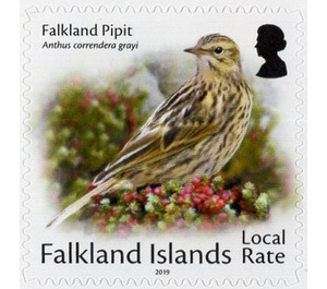 Falkland Pitpit - South America / Falkland Islands 2019