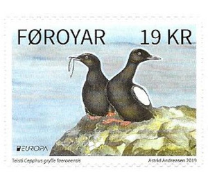 Faroese Black Guillemot (Cepphus grylle faroeensis) - Faroe Islands 2019 - 19