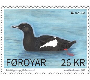 Faroese Black Guillemot (Cepphus grylle faroeensis) - Faroe Islands 2019 - 26