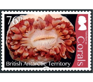 Flabellum sp. - British Antarctic Territory 2017 - 76