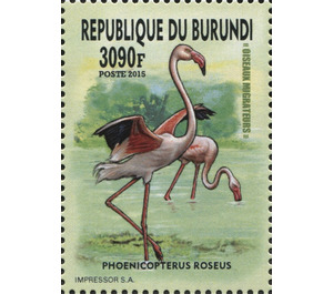Flamingo (Phoenicopterus roseus) - East Africa / Burundi 2016