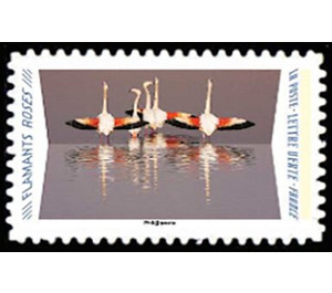 Flamingos - France 2020