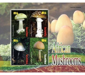 Flora - Mushrooms - South Africa / Lesotho 2007