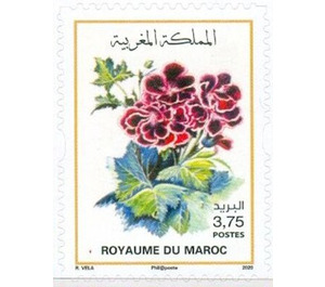 Flowers of Morocco - Morocco 2020 - 3.75