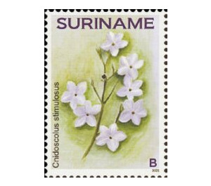 Flowers - South America / Suriname 2021