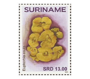 Flowers - South America / Suriname 2021