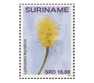 Flowers - South America / Suriname 2021