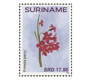 Flowers - South America / Suriname 2021