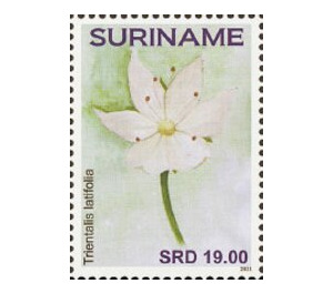 Flowers - South America / Suriname 2021