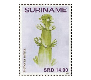 Flowers - South America / Suriname 2021