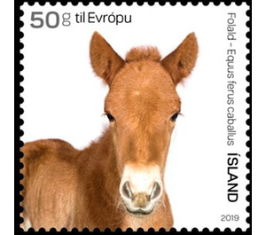 Foal - Iceland 2019