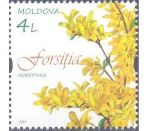 Forsythia - Moldova 2019 - 4