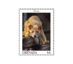 Fossa - Caribbean / Grenada 2020 - 4