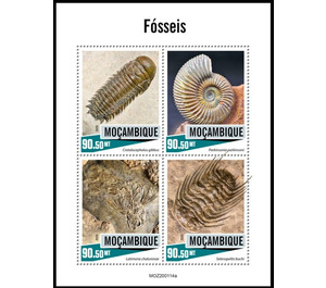 Fossils - East Africa / Mozambique 2020