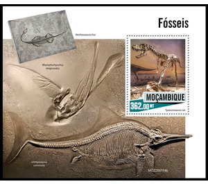 Fossils - East Africa / Mozambique 2020