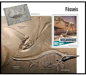 Fossils - East Africa / Mozambique 2020