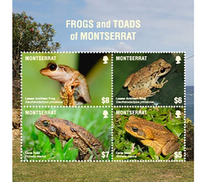 Frog Species of Montserrat - Caribbean / Montserrat 2018