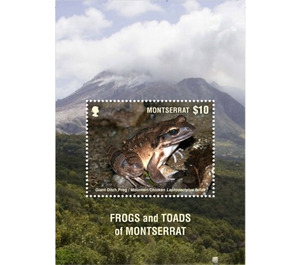 Frog Species of Montserrat - Caribbean / Montserrat 2018