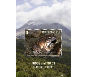 Frog Species of Montserrat - Caribbean / Montserrat 2018