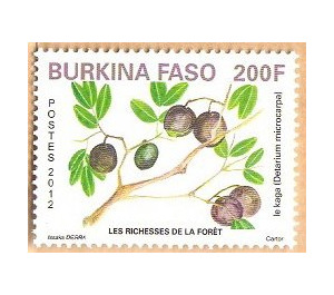 Fruits of the Forest - West Africa / Burkina Faso 2012 - 200