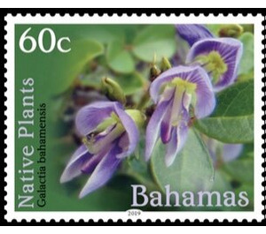 Galactia bahamensis - Caribbean / Bahamas 2019 - 60