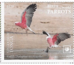 Galah (Eolophus roseicapilla) - Polynesia / Tonga 2020