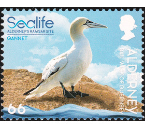 Gannet - Alderney 2020 - 66