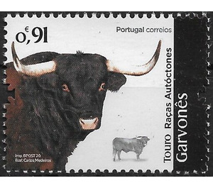 Garvones Cattle - Portugal 2020 - 0.91