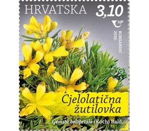 Genista holopetala (Koch) Bald. - Croatia 2020 - 3.10