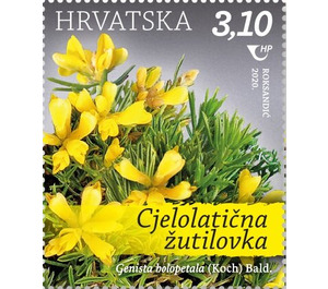 Genista holopetala (Koch) Bald. - Croatia 2020 - 3.10