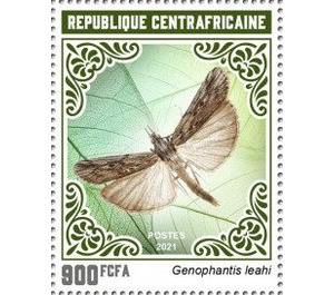 Genophantes leahi - Central Africa / Central African Republic 2021 - 900