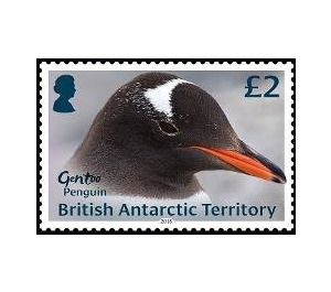 Gentoo Penguin - British Antarctic Territory 2018 - 2