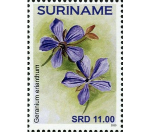 Geranium erianthum - South America / Suriname 2020 - 11