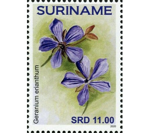 Geranium erianthum - South America / Suriname 2020 - 11