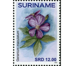 Geranium maculatum - South America / Suriname 2020 - 12