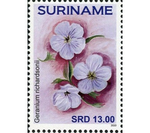 Geranium richardsonii - South America / Suriname 2020 - 13