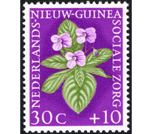 Gesneriacea - Melanesia / Netherlands New Guinea 1959