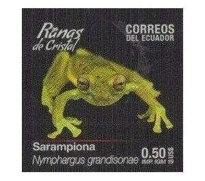 Giant Glass Frog (Nymphargus grandisonae) - South America / Ecuador 2019 - 0.50