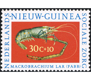 Giant Jungle Prawn (Macrobrachium lar) - Melanesia / Netherlands New Guinea 1962