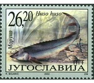 Giant Sturgeon (Huso huso) - Yugoslavia 2002 - 26.20