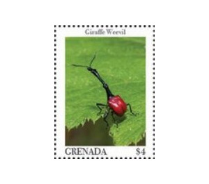 Giraffe weevil (Trachelophorus giraffa) - Caribbean / Grenada 2020 - 4