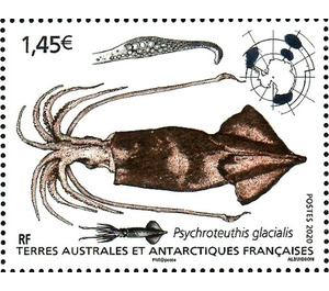 Glacial Squid (Psychroteuthis glacialis) - French Australian and Antarctic Territories 2020 - 1.45