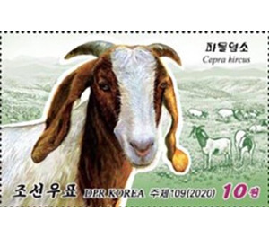 Goat (Capra hircus) - North Korea 2020 - 10