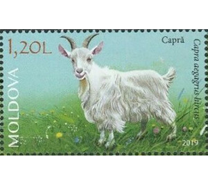 Goat - Moldova 2019 - 1.20