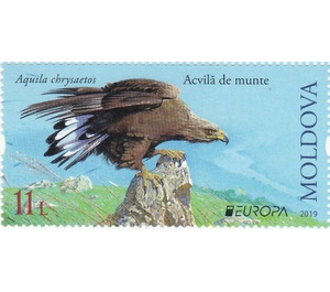 Golden Eagle (Aquila chrysaetos) - Moldova 2019 - 11