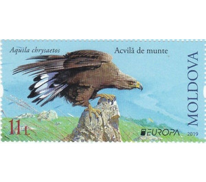 Golden Eagle (Aquila chrysaetos) - Moldova 2019 - 11