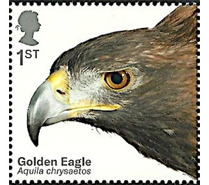 Golden Eagle (Aquila chrysaetos) - United Kingdom 2019